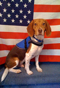 Spenser Termite Detection Dog