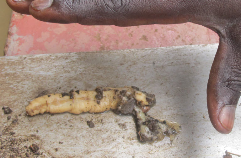 Why Do Termite Queens Get So Big?