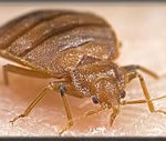 Bed Bug Bed Bug