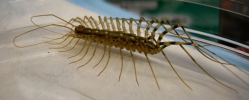 House_Centipede The House Centipede