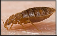 Bedbug Feeding Bedbug Feeding