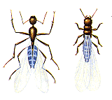 Termite Vs Ant Termite Vs Ant