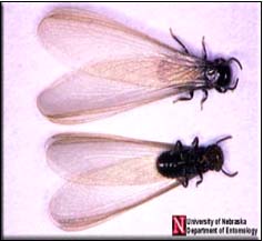 Termites Termite-Swarmers
