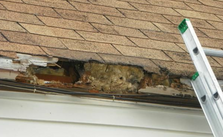 RaccoonRemoval1