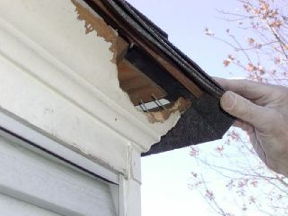Squirrel Damage1