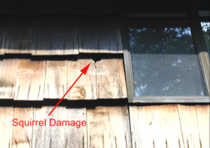 Squirrel Damage2